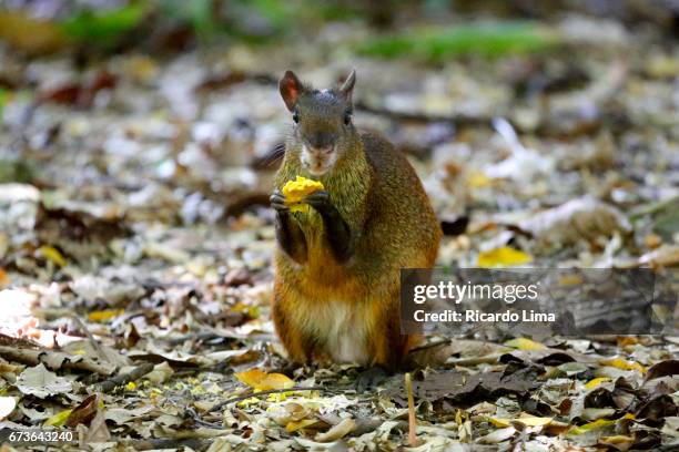 agouti ( dasyprocta puntata ) animal behavior - agouti animal stock pictures, royalty-free photos & images