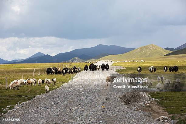 grassland scenery of gangcha county, qinghai province, china - qinghai province stock pictures, royalty-free photos & images