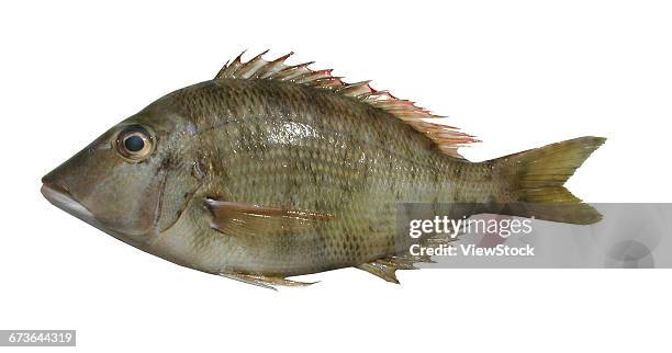 lethrinus haematopterus - lethrinus stock pictures, royalty-free photos & images