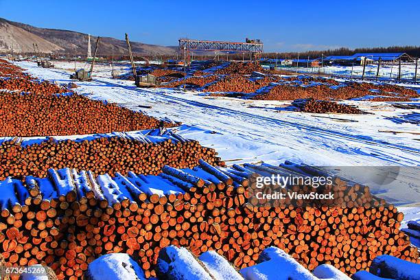 accumulation of wood on the forest farm of greater khingan range, china - província de heilongjiang imagens e fotografias de stock