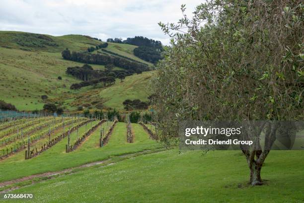 olive trees and grape vines on waiheke island. - waiheke island stock pictures, royalty-free photos & images