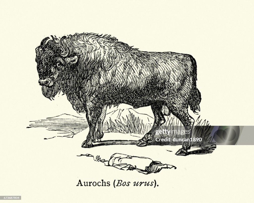 Natural History - Wild Cattle - Aurochs