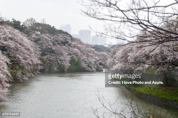 cherry blossoms at chidorigafuchi - 濡れている stock pictures, royalty-free photos & images