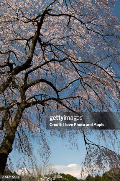 cherry blossoms and fuji - 枝 stock-fotos und bilder