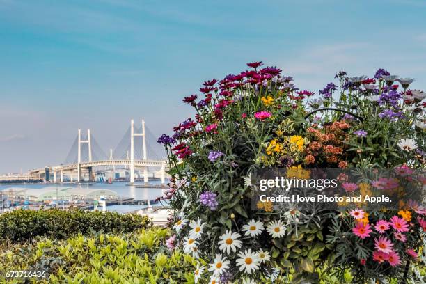 yokohama spring scenery - 枝 stockfoto's en -beelden