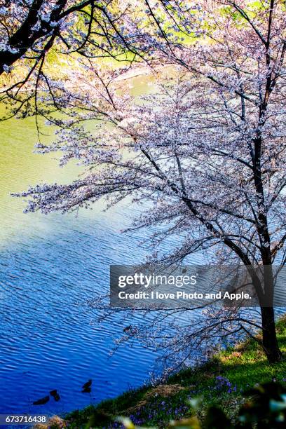 cherry blossoms at chidorigafuchi - 鳥 stock pictures, royalty-free photos & images