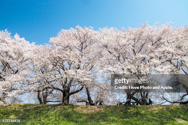 cherry blossoms in full bloom - 堤防 stock-fotos und bilder