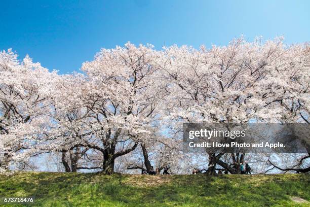 cherry blossoms in full bloom - 堤防 fotografías e imágenes de stock