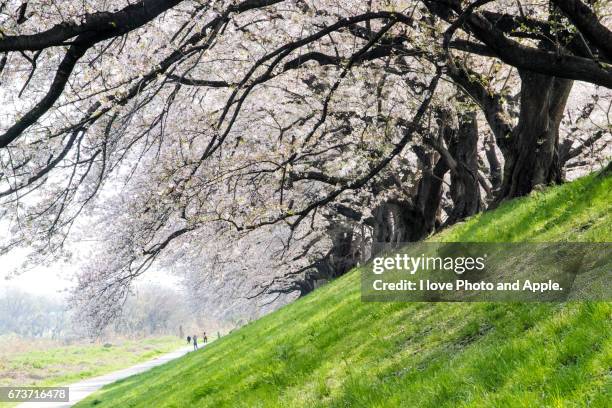 cherry blossoms in full bloom - 澄んだ空 個照片及圖片檔