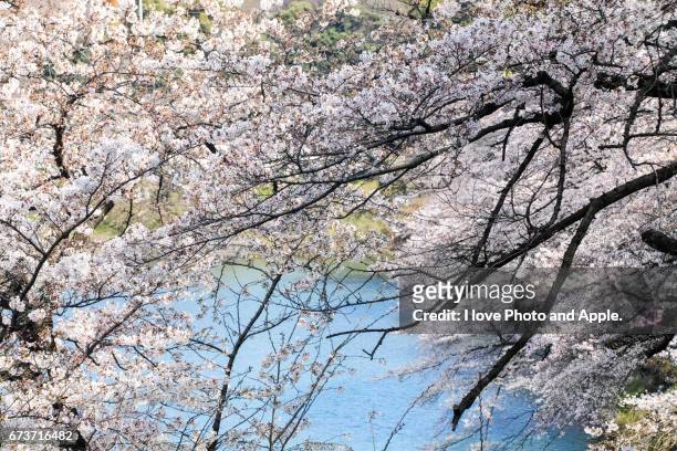 cherry blossoms at chidorigafuchi - 澄んだ空 - fotografias e filmes do acervo