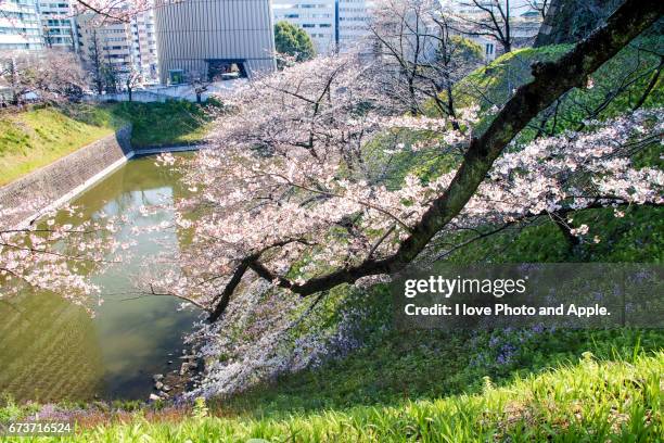 cherry blossoms at chidorigafuchi - サクラの木 fotografías e imágenes de stock