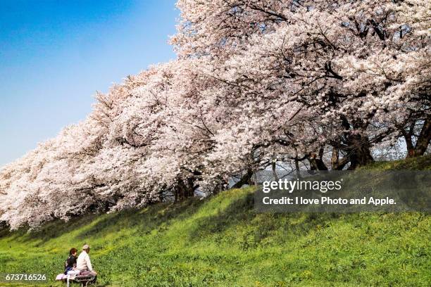 cherry blossoms in full bloom - 座る stock-fotos und bilder
