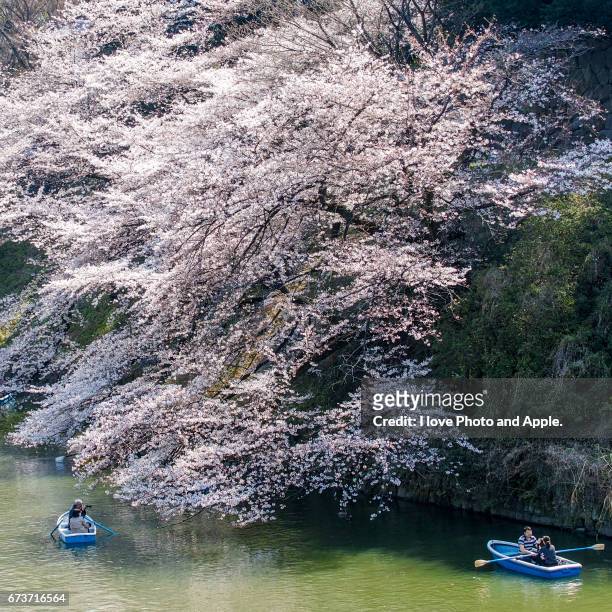 cherry blossoms at chidorigafuchi - 枝 stock pictures, royalty-free photos & images