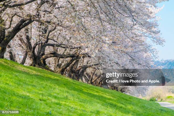 cherry blossoms in full bloom - 枝 stockfoto's en -beelden