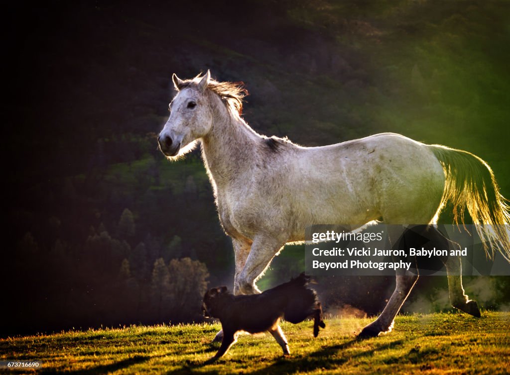 White Horse Running with Border Collie at Sunset