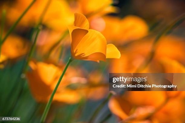 california poppies - california poppies stock pictures, royalty-free photos & images