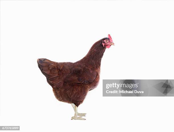 studio shot of chicken on white background - chicken on white stockfoto's en -beelden