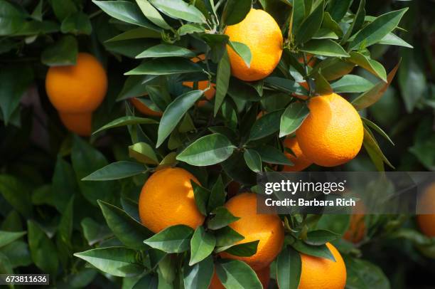 6 190点のオレンジの花のストックフォト Getty Images 6 190点のオレンジの花のストックフォト Getty Images
