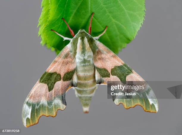 lime hawk-moth moth - hawk moth stock pictures, royalty-free photos & images