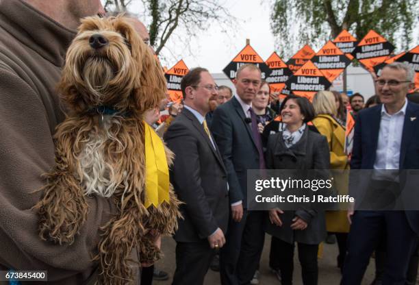 Cockapoo dog 'Bonnie' is seen as Liberal Democrats leader Tim Farron is seen campaigning for the British general election at Eastfield regeneration...