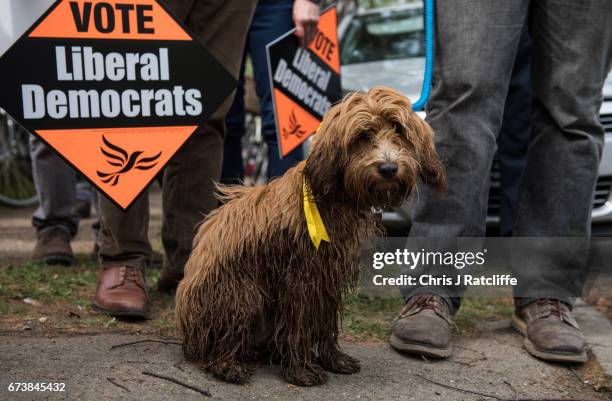 Cockapoo dog 'Bonnie' is seen amongst Liberal Democrats supporters as party leader Tim Farron campaigns for the British general election at Eastfield...