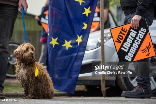 Cockapoo dog 'Bonnie' is seen next to a European Union flag and Liberal Democrats supporters as party leader Tim Farron campaigns for the British...