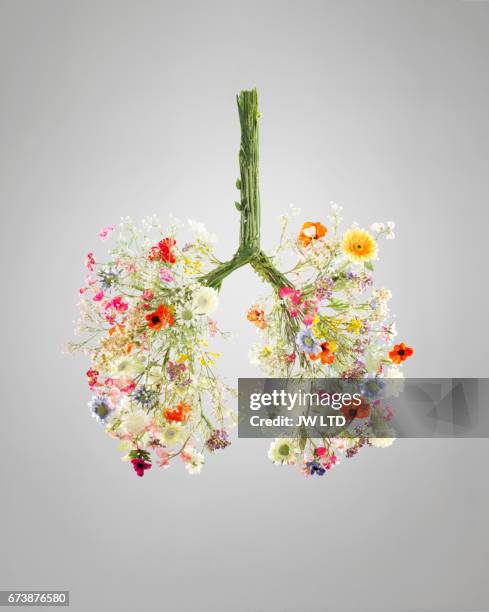 lungs made from flowers - bronchialbaum stock-fotos und bilder