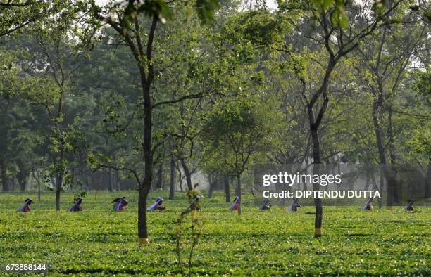 Indian labourers pick tea leaves at the Dagapur Tea Garden on the outskirts of Siliguri on April 27, 2017.