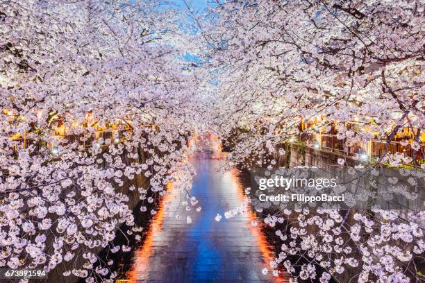 cherry blossoms season in tokyo, japan - hanami stock pictures, royalty-free photos & images