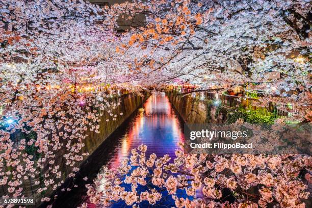 cherry blossoms season in tokyo, japan - cherry blossoms bloom in tokyo stock pictures, royalty-free photos & images