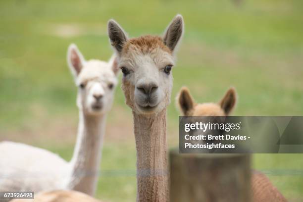 faces of alpaca - alpaca stockfoto's en -beelden