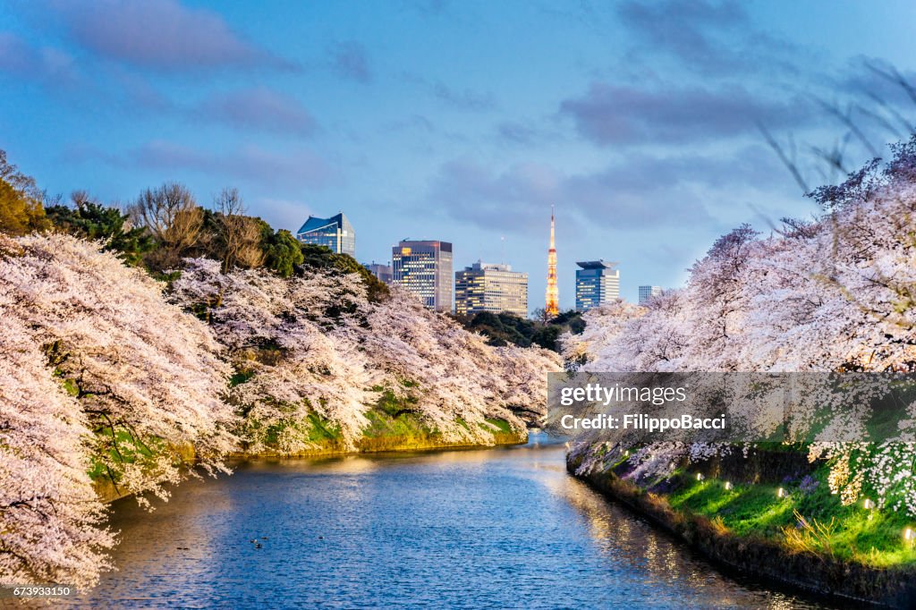 Kirschblüten in Tokio mit Tokyo Tower im Hintergrund
