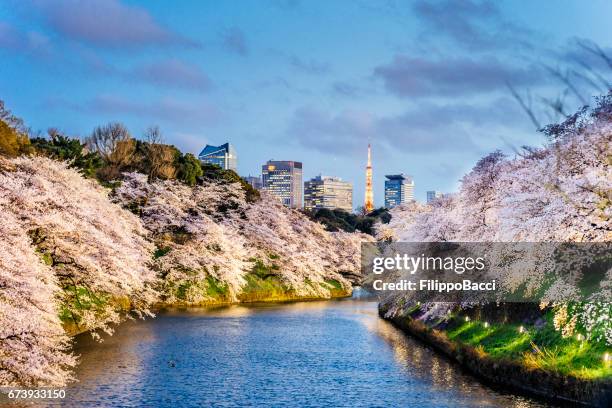 cerezos en flor en tokio con la torre de tokio en el fondo - cherry blossom in full bloom in tokyo fotografías e imágenes de stock