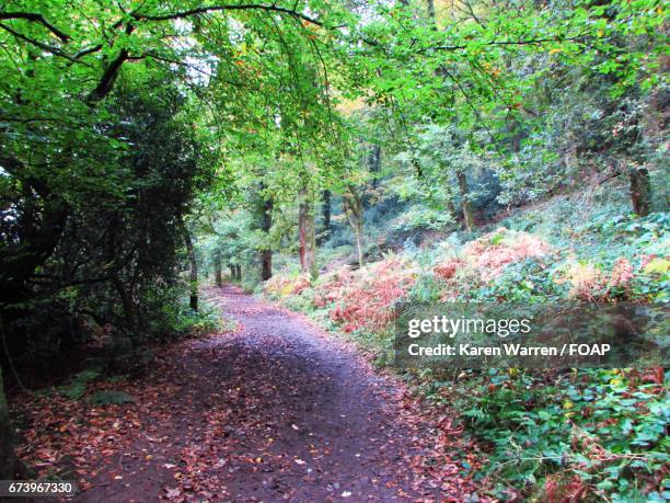 an autumn woodland walk on exmoor - autumn exmoor stock pictures, royalty-free photos & images