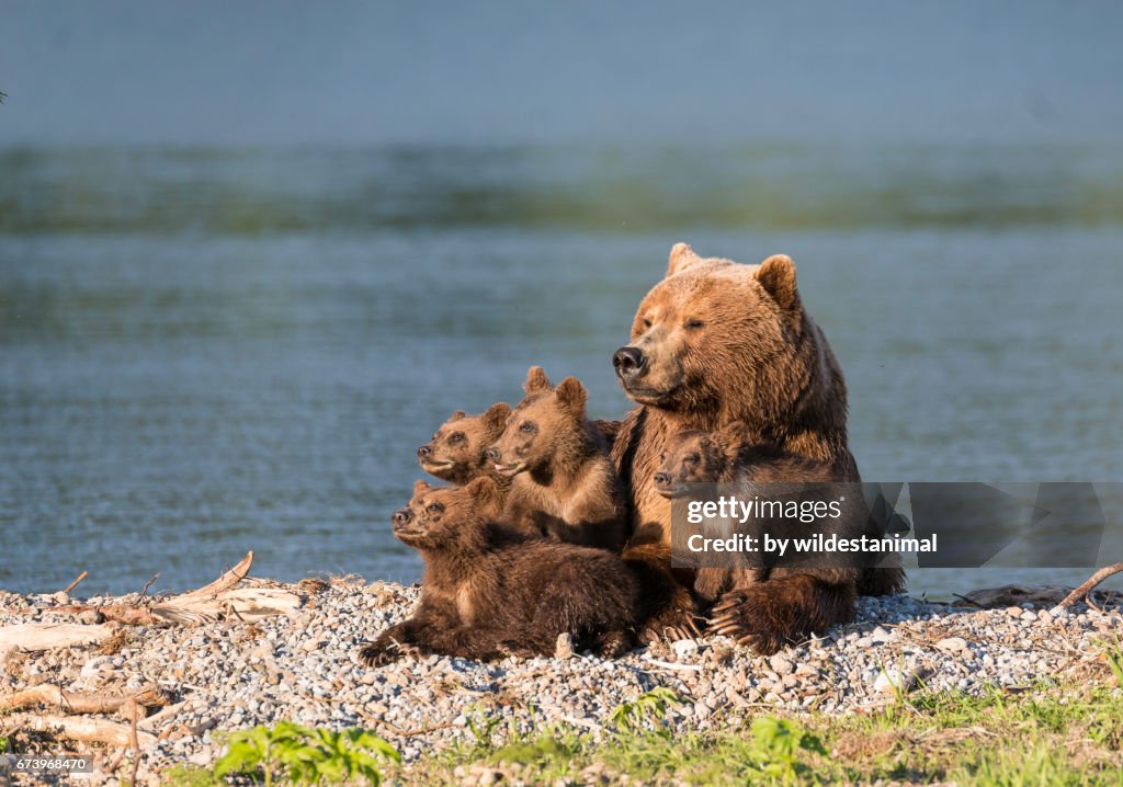 Brown bear mother and her four cubs.