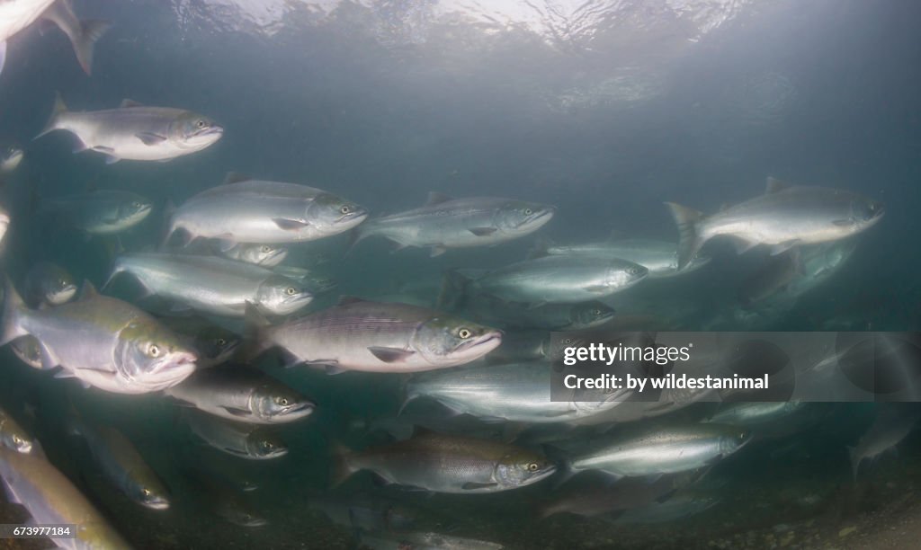 Underwater view sockeye salmon migrating up the Ozernaya River to spawn