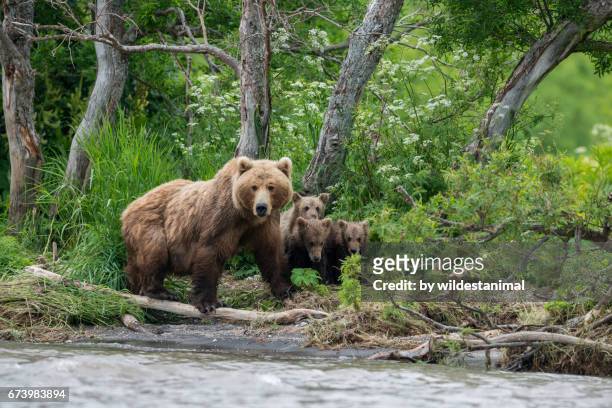 mother brown bear and her cubs, kamchatka, russia. - bear cub foto e immagini stock