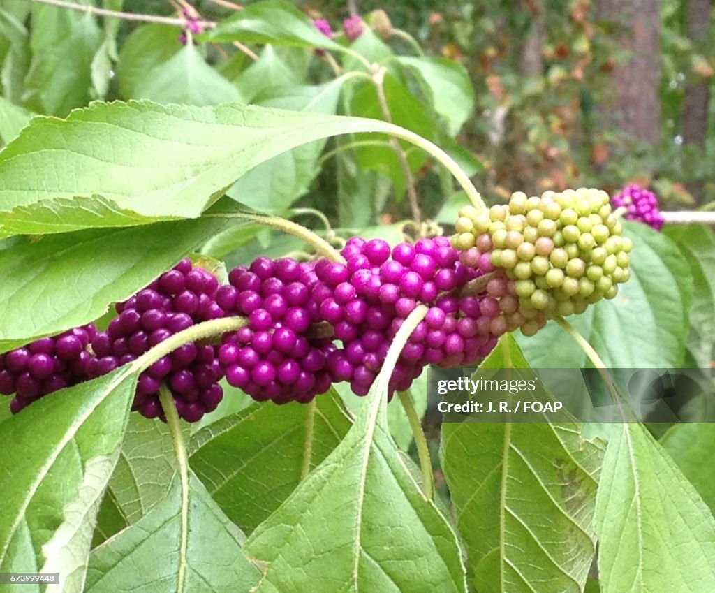 Purple beauty berries growing on plant