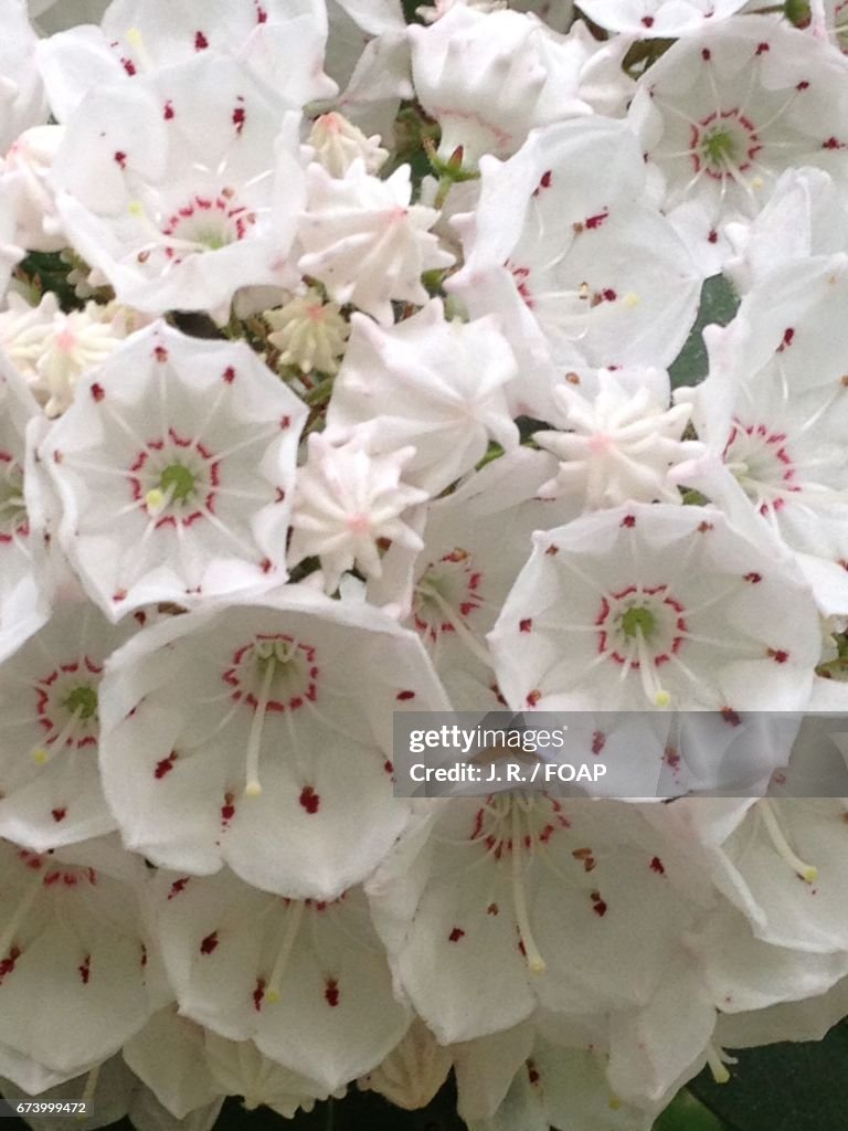 Mountain laurel blooming at outdoors