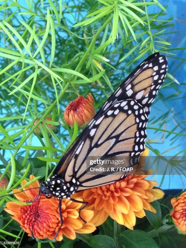 Monarch butterfly on flowers