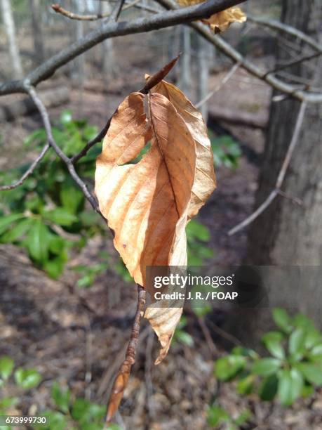 close-up of dry leaf - dead leaf moth stock pictures, royalty-free photos & images