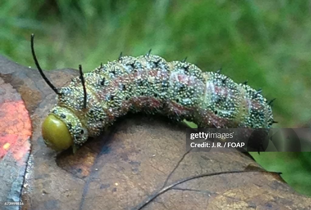 Caterpillar on leaf