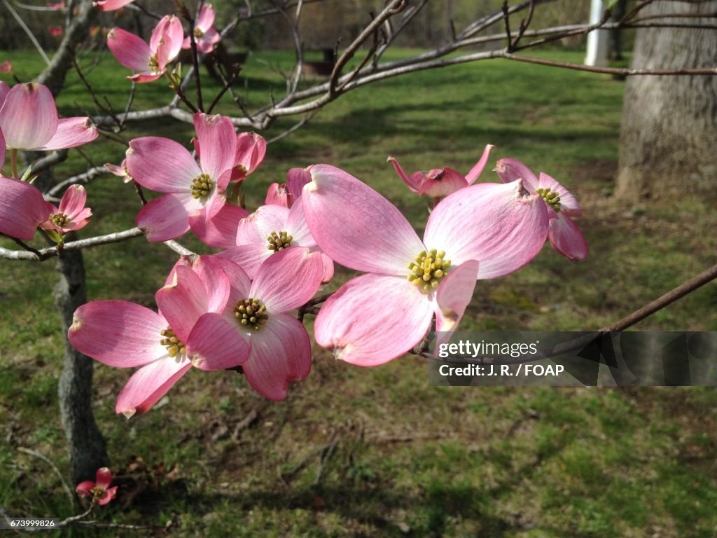 Pink dogwood blooming at garden