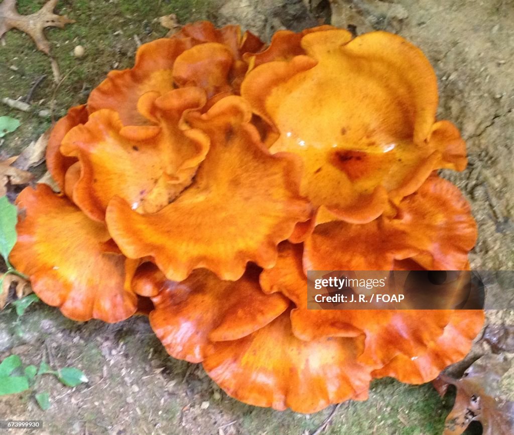 Cluster of orange mushroom