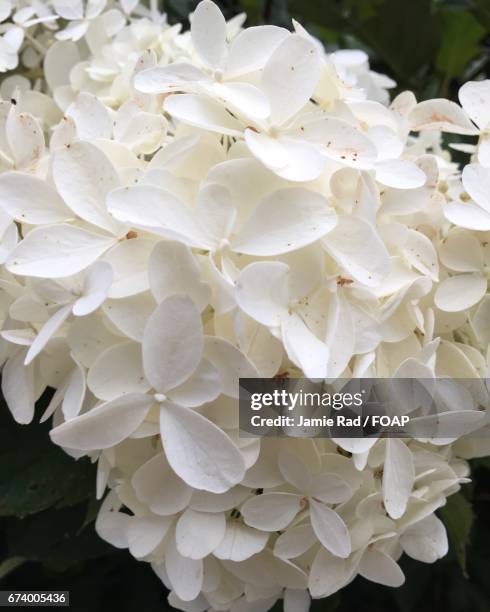 macro shot of white hydrangea flowers - hydrangea macro stock pictures, royalty-free photos & images