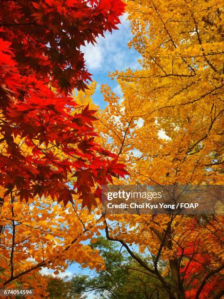 Choi Tree 303 Kyu Choi Stock Photos, High-Res Pictures, and Images - Getty Images