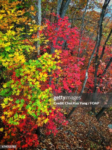 Choi Tree 322 Kyu Choi Stock Photos, High-Res Pictures, and Images - Getty Images