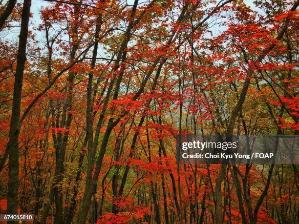 Choi Tree 322 Kyu Choi Stock Photos, High-Res Pictures, and Images - Getty Images