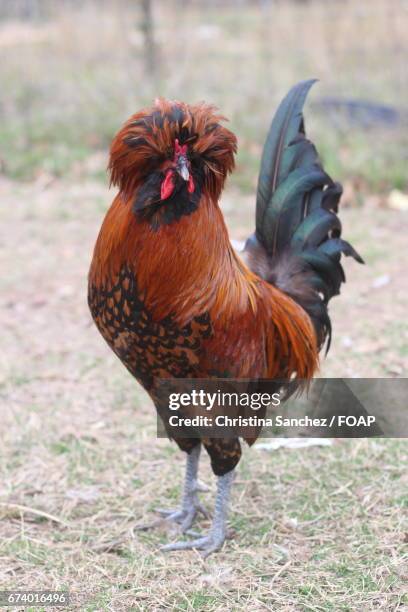 Texas Roster Chicken 412 Fancy Hens Stock Photos, High-Res Pictures, and Images - Getty Images