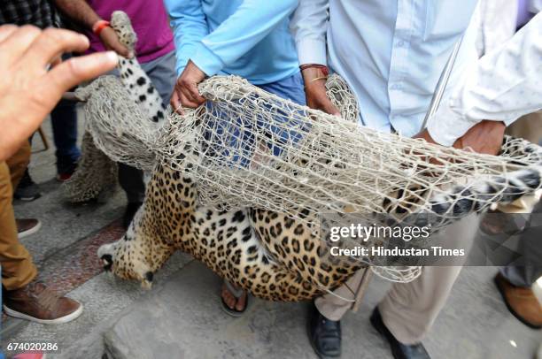 After the five hours drama, a forest officer shot the leopard by tranquilizer gun for unconscious in a house in Durga Colony of Sohna locality, on...